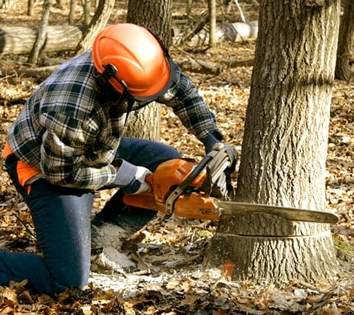Tree Removal in Hays, MT